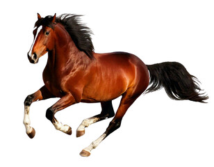 Fototapeta premium Bay stallion run gallop isolated on transparent