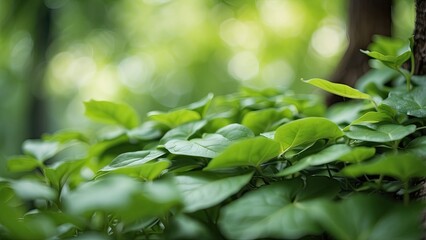 A panoramic view of lush green foliage.