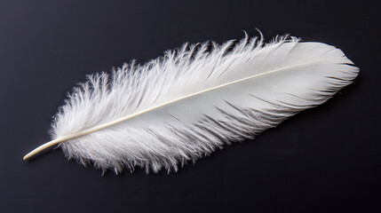 Obraz premium A white feather gently curled at the edges, lying alone on a pitch-black surface. The intricate details of each fiber are accentuated by dramatic lighting, creating a stunning monochromatic contrast
