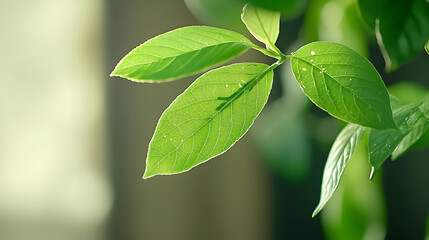 Fototapeta premium Close Up Of Fresh Green Leaves With Sunlight And Water Droplets Macro Photography
