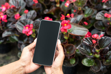 Selling of plants for garden. Hands of african american woman holding smartphone with empty screen and making photo pink flowers in pots, cropped
