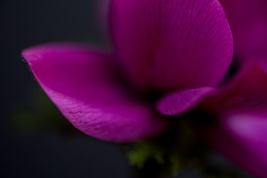 Fototapeta Soft Petals of Pink Anemone Coronaria on Black Background