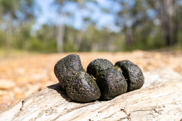 Australian Wombat qubed droppings placed on high area as a scent or territory marking