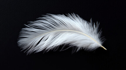 A white feather gently curled at the edges, lying alone on a pitch-black surface. The intricate details of each fiber are accentuated by dramatic lighting, creating a stunning monochromatic contrast