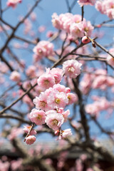 Pink cherry blossom in blooming. Sakura flower close up with blue sky background.