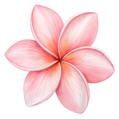 Fototapeta premium Pink Plumeria Flower Watercolor Illustration