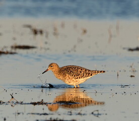 RUFF in the Beka reserve