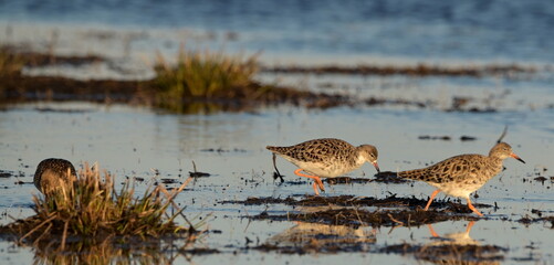 RUFF's in the Beka reserve