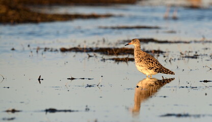 RUFF in the Beka reserve