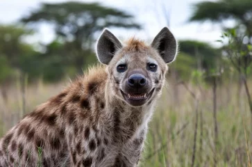 Verduisterende gordijnen Hyena looking at the camera © Oualid