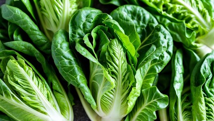Fototapeta premium Fresh crisp romaine lettuce perfect for healthy salads
