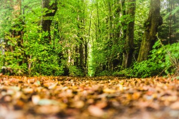 autumn leaves in the forest