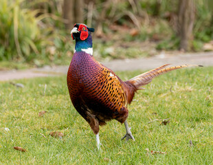 pheasant male in the grass
