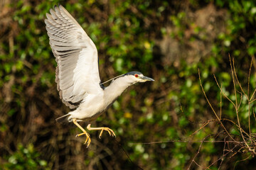 A night heron flying over a pond