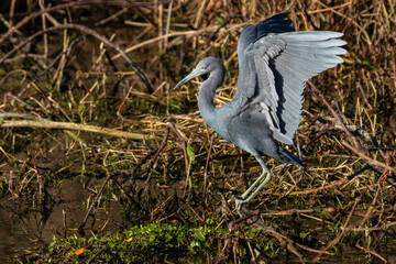 Little blue heron