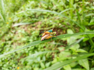 two grasshoppers mating on a grass leaf. grasshopper having sex.