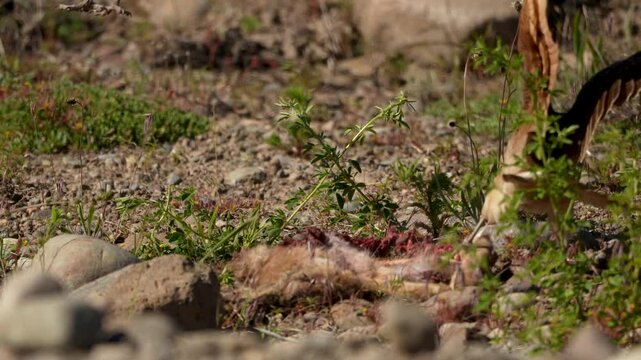 Two chimangos eating dead animal on natural environment background