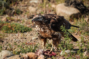 Black-chested buzzard-eagle eating dead animal in wild environment