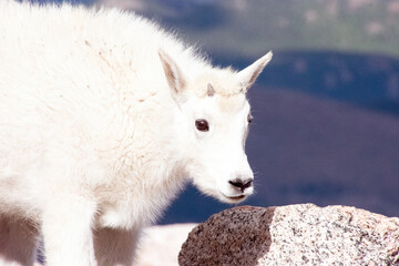 mountain goat kid at mt blue sky colorado