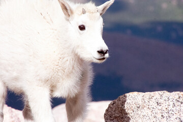 Obraz premium mountain goat kid at mt blue sky colorado