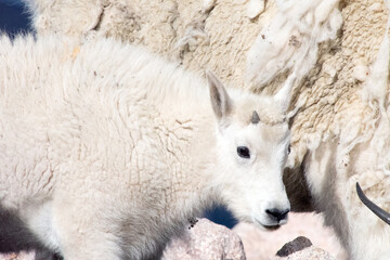 mountain goat kid at mt blue sky colorado