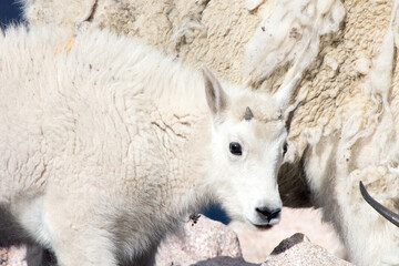 mountain goat kid at mt blue sky colorado
