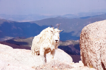 mountain goat mount evans colorado