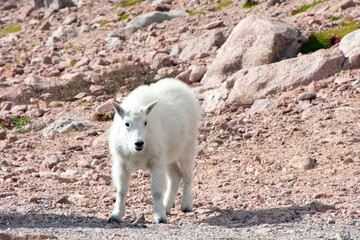 mountain goat kid at mt blue sky colorado
