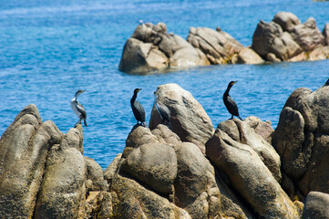 cormorants on the rocks, adult Great Cormorant. Phalacrocorax carbo, La Maddalena Archipelago...