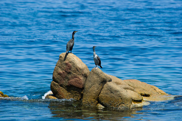 cormorants on the rocks, adult Great Cormorant. Phalacrocorax carbo, La Maddalena Archipelago...