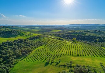 Obraz premium Aerial View of Rolling Green Hills Under Bright Sunlight with Olive Groves and Scenic Landscape in the Beautiful Countryside