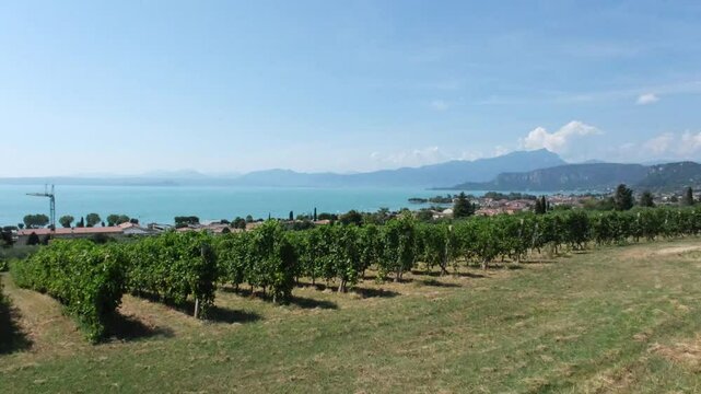 Panoramic view in Bardolino at the Garda Lake and vinery rows and grape grees in a typical Italian village view from the above