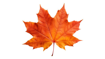Obraz premium Maple Leaf on PNG Transparent Background, Autumn Concept 