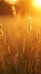 Fototapeta premium Golden Hour Meadow: Sunset Serenity
