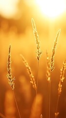 Fototapeta premium Golden Hour Meadow: Sunlit Grass, Nature's Warmth