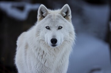 Naklejka premium A close-up of a white wolf looking directly at the camera