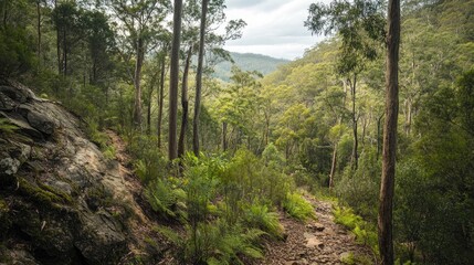 Fototapeta premium Tranquil Dirt Path Through Lush Green Forest Amidst Rocky Terrain under Cloudy Sky