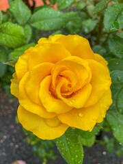 Vibrant yellow rose with dew