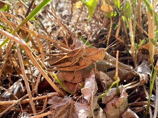 Grasshoppers Camouflaged in Dry Leaves