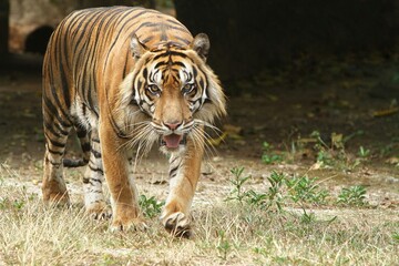 Fototapeta premium A Sumatran tiger walks in the grass while looking around