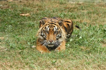 A Sumatran tiger lying on the grass looking at the camera