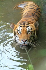 a bengal tiger looking forward in the water