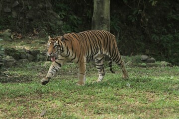 A Sumatran tiger walks in the grass while looking around