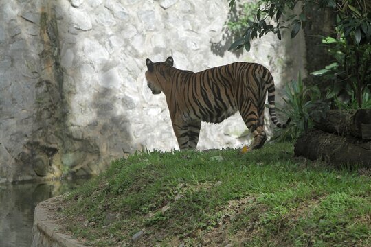 A Sumatran tiger stands in the grass looking around