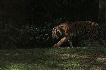 a sumatran tiger walking on the grass in the light