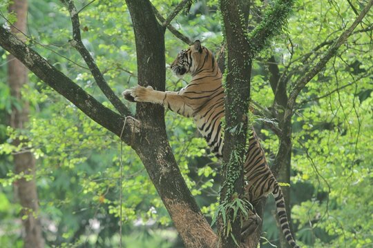 A Sumatran tiger climbs a tree during the day