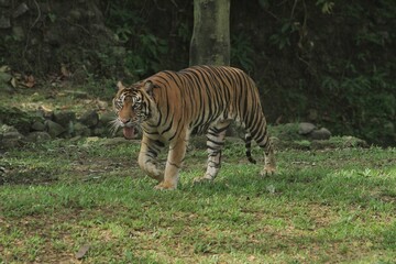 A Sumatran tiger walks in the grass while looking around