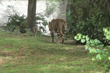 A Sumatran tiger walks home slowly in the grass