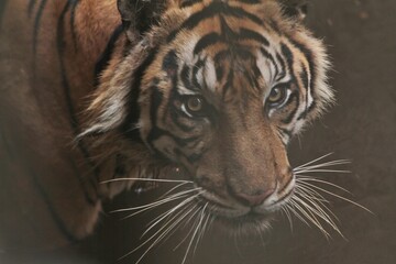 the angry face of a sumatran tiger in the water