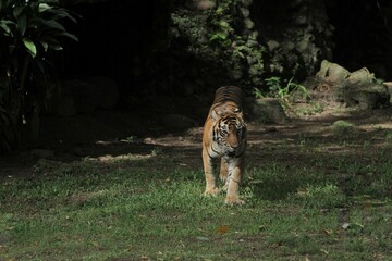 A Sumatran tiger walks in the grass while looking around